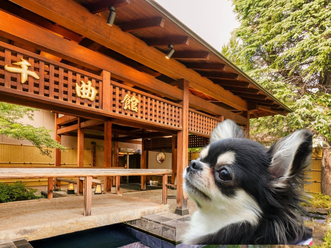ห้องพักที่เป็นมิตรกับสัตว์เลี้ยง