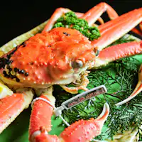 Ketam Matsuba Bertanda