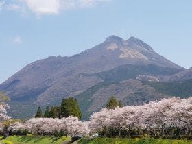 蓮輪