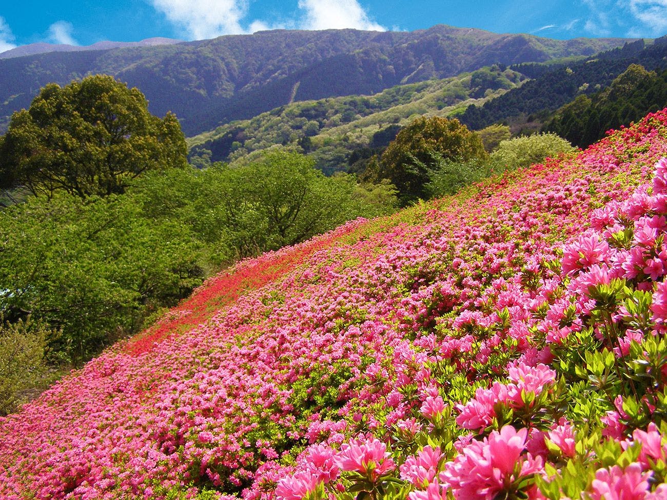 大江戸温泉物語 熱海温泉 あたみ 宿泊予約なら Yahoo トラベル