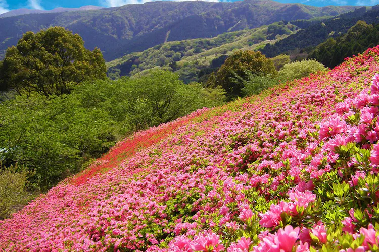 大江戸温泉物語 熱海温泉 あたみ 宿泊予約なら Yahoo トラベル 大江戸温泉物語 熱海温泉 あたみ 宿泊予約なら Yahoo トラベル