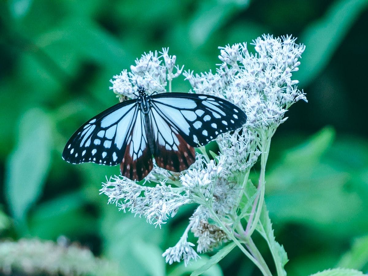 ธรรมชาติอันอุดมสมบูรณ์ของชิกะโคเก็น