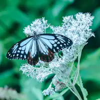 ธรรมชาติอันอุดมสมบูรณ์ของชิกะโคเก็น