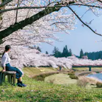桧木内川堤的櫻花