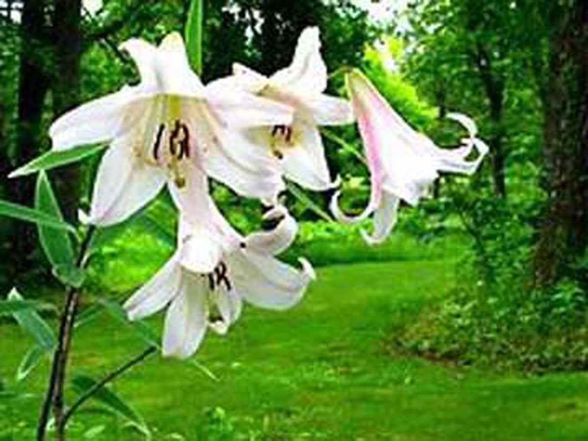 ที่ราบสูงฮาจิคิตะ (ฤดูใบไม้ผลิและฤดูร้อน)