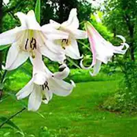 ที่ราบสูงฮาจิคิตะ (ฤดูใบไม้ผลิและฤดูร้อน)