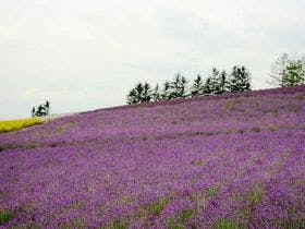 ペンション星に願いを