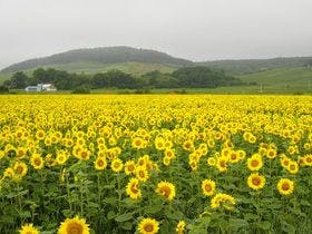 ペンション星に願いを