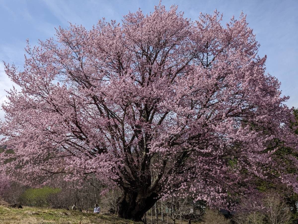 ・เดินเพียง 5 นาทีถึงดอกซากุระเท็นโนะที่บานเต็มที่