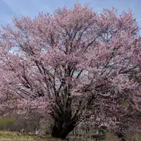 ・เดินเพียง 5 นาทีถึงดอกซากุระเท็นโนะที่บานเต็มที่