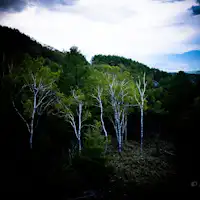 มิถุนายน - ความเขียวขจีของทาเตชินะ