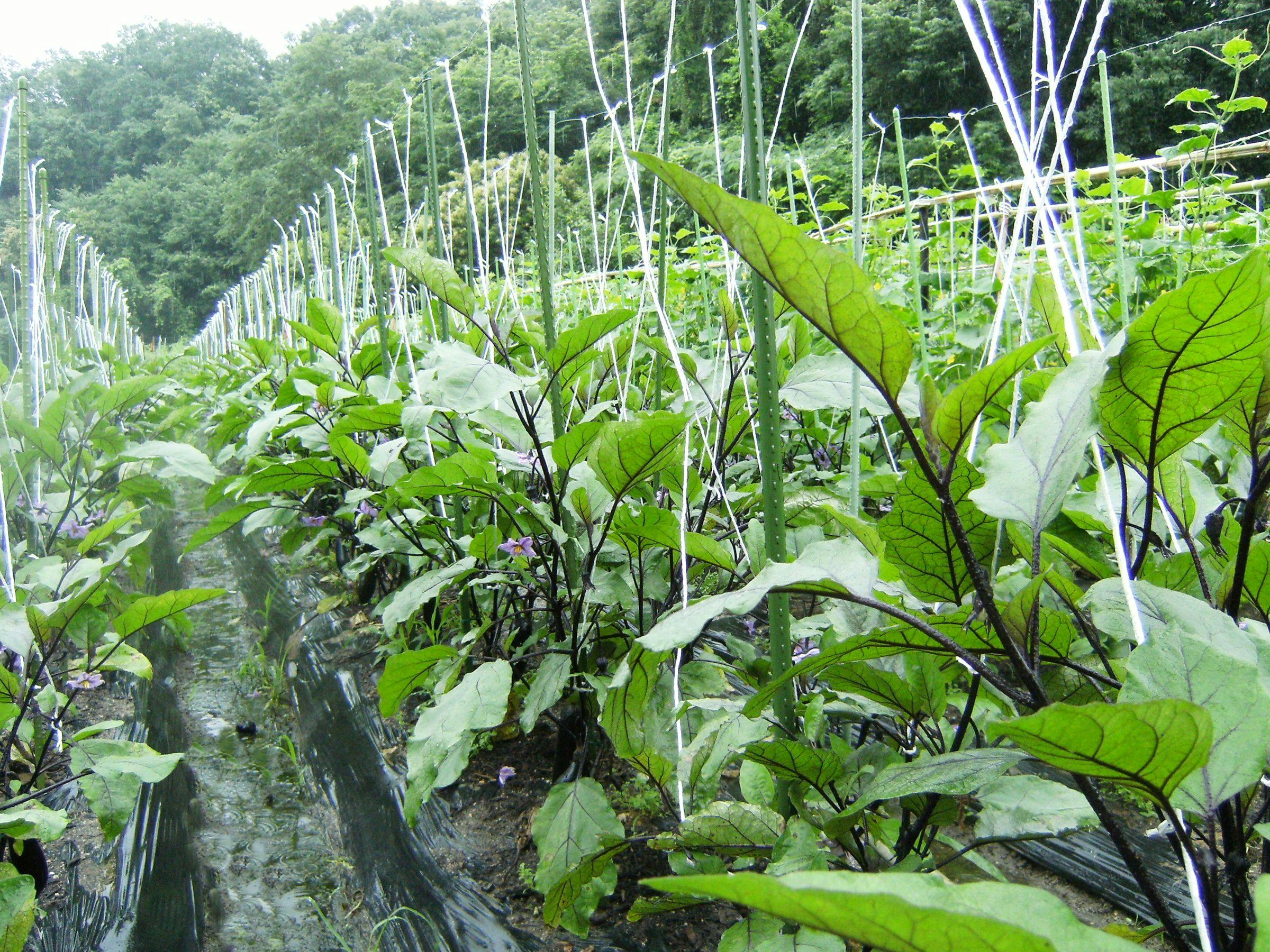 Natural Hot Spring Ishimichi
