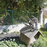 สุนัขมาสคอต