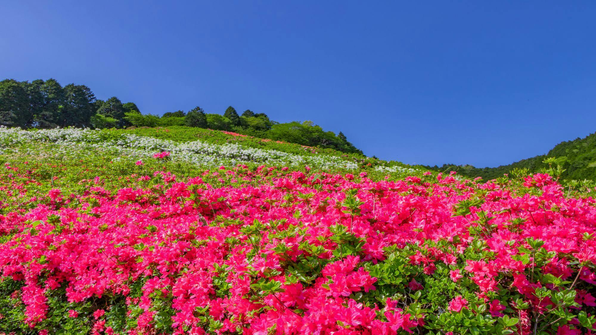 杜鵑花・鯉魚旗祭