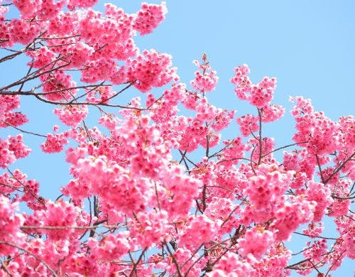 2月 寒緋桜(荏原神社)