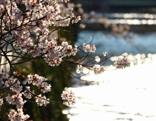 3月後半 目黒川沿いの桜