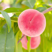 อาณาจักรผลไม้ฟุกุชิมะ - ลูกพีช