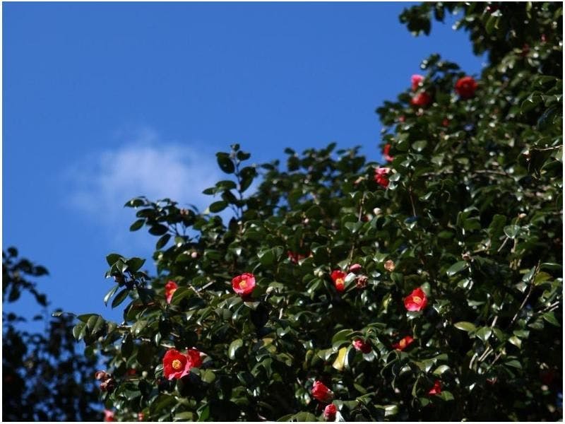 Kasayama Camellia Forest