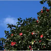 Kasayama Camellia Forest