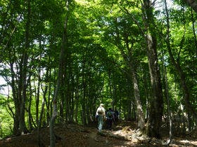 グリーンパーク想い出の森バンガロー