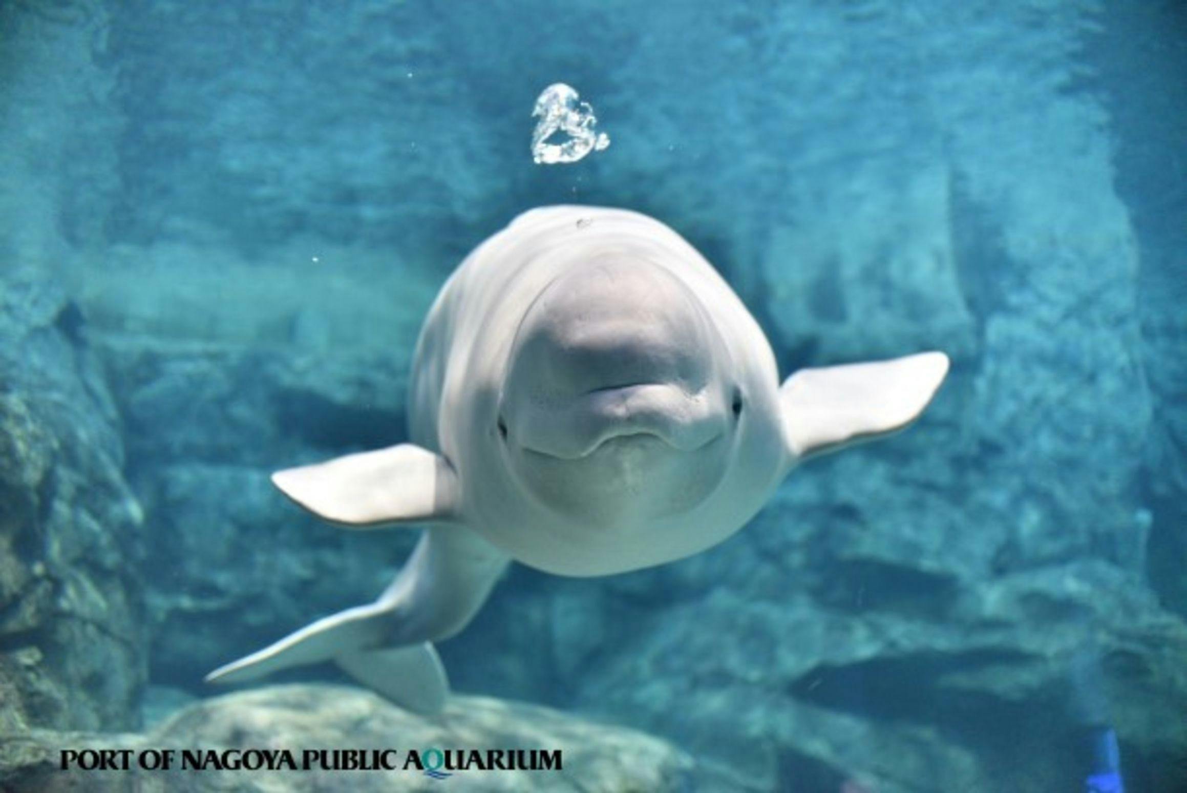 【주변 관광】나고야항 수족관