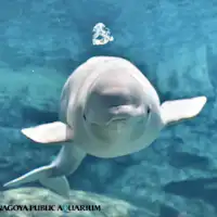 【주변 관광】나고야항 수족관