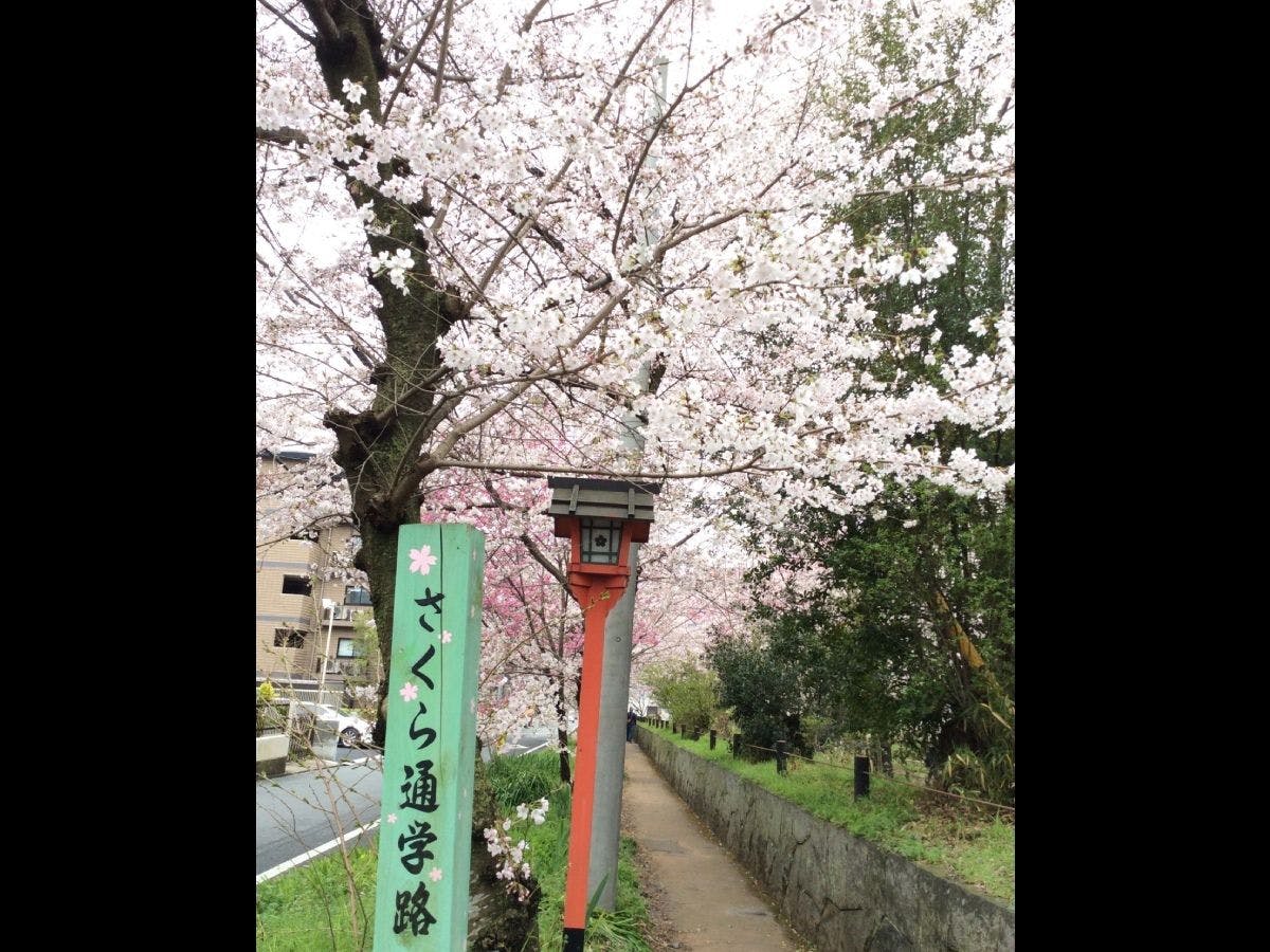 เส้นทางไปโรงเรียนซากุระ