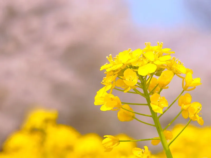 การท่องเที่ยวฤดูใบไม้ผลิ