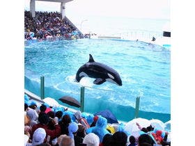 伊勢えび・あわびが専門の宿 大野荘