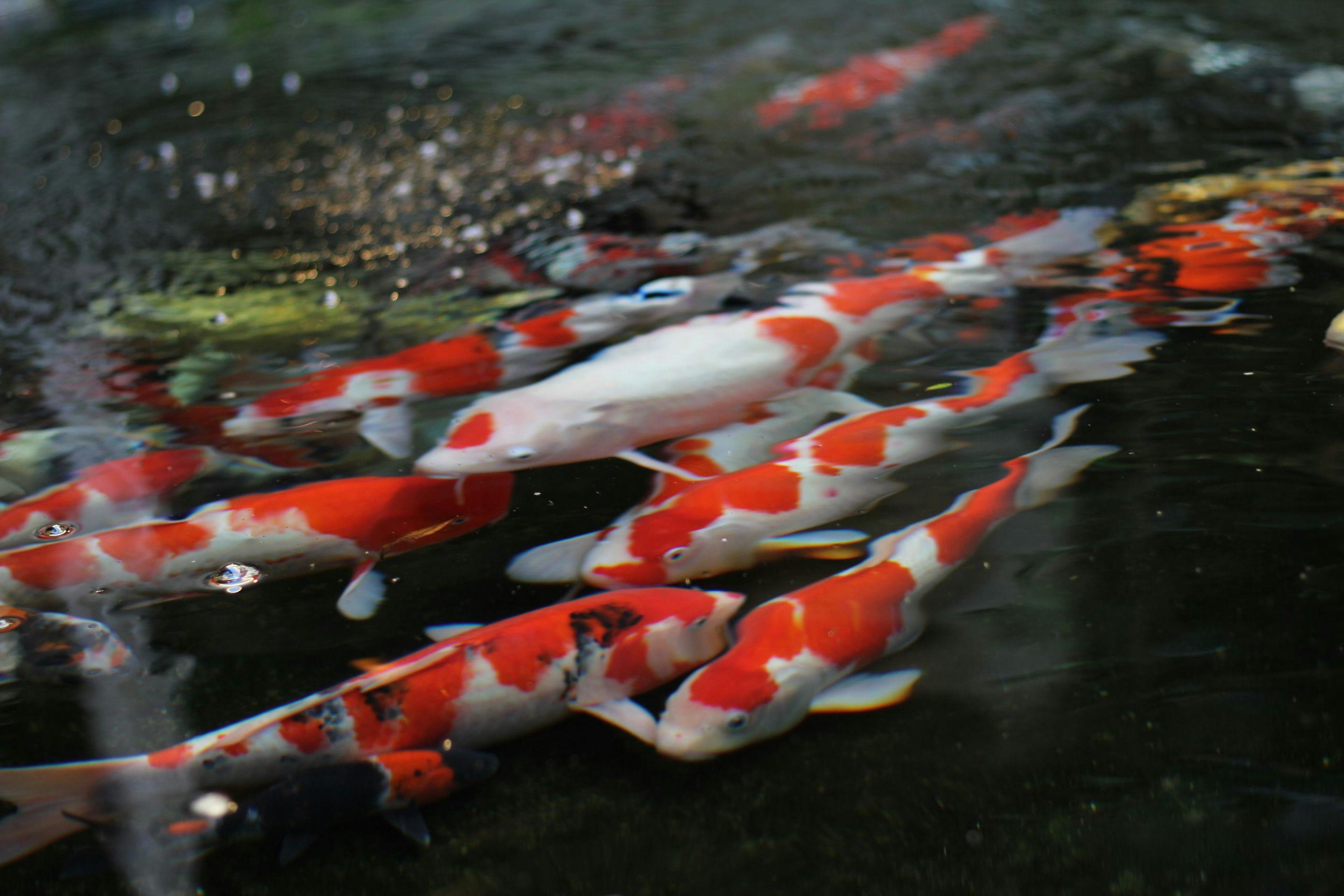 ปลาคาร์พ