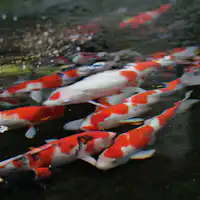 ปลาคาร์พ