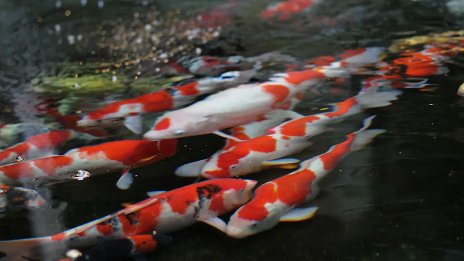 Tsukioka Onsen Yuasobi Yado Akebono