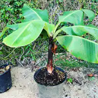 花园里有香蕉