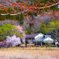 ฤดูซากุระ