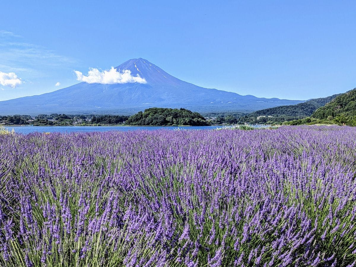 후지산과 라벤더*