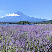 후지산과 라벤더*