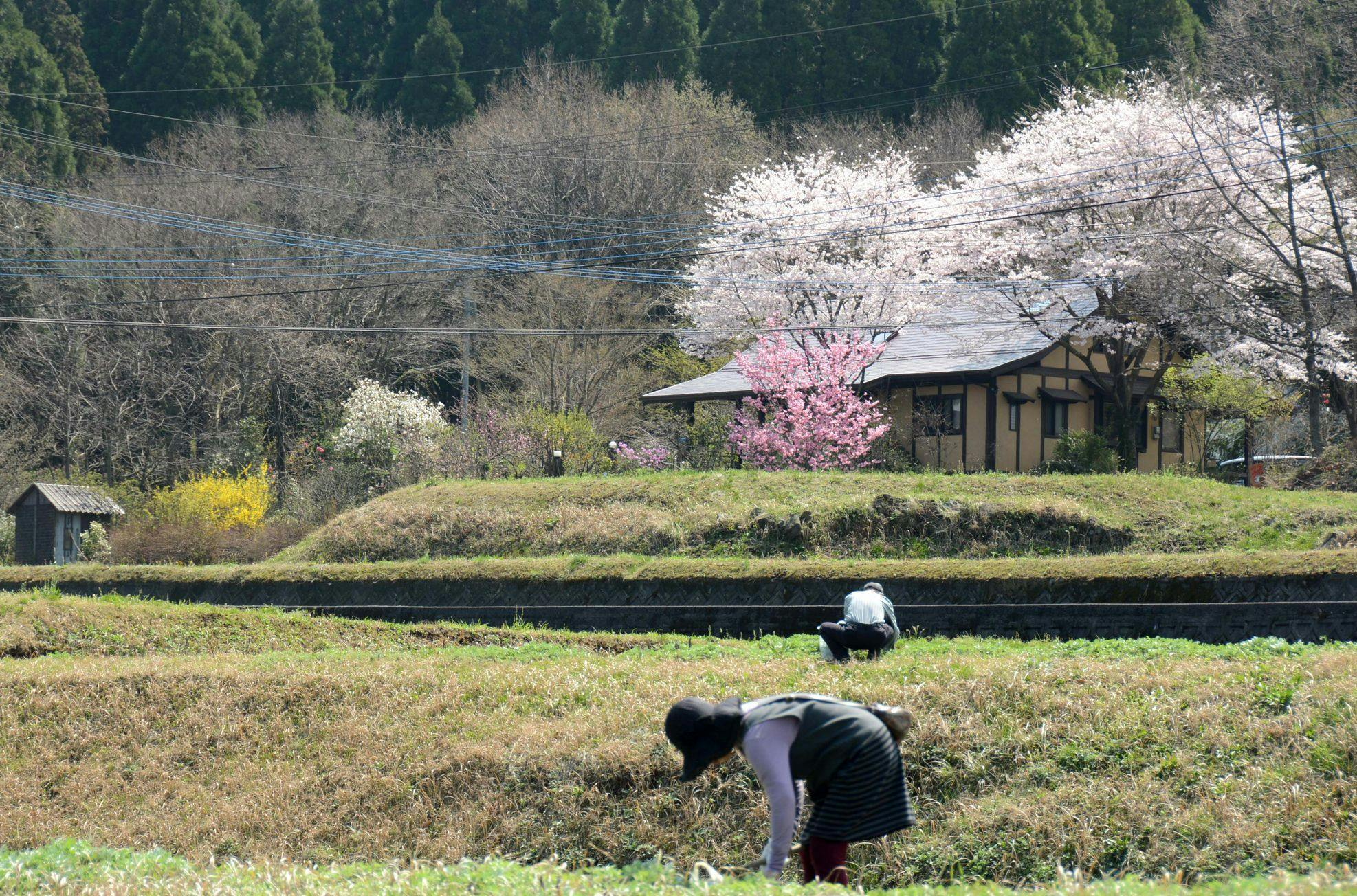 봄 풍경. 들판에서.