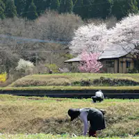 봄 풍경. 들판에서.