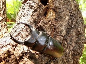 ペンション＆コテージ　ピノキオ　