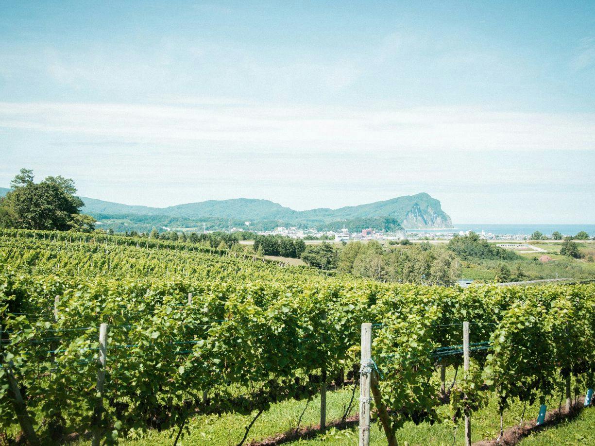 Yoichi Vineyard Glamping