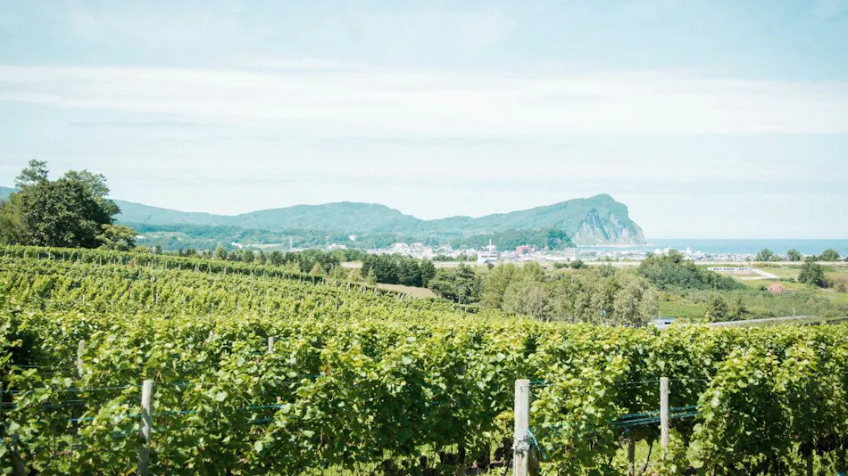 Yoichi Vineyard Glamping