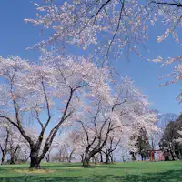 【สถานที่ท่องเที่ยวใกล้เคียง】สวนชิโรยามะ