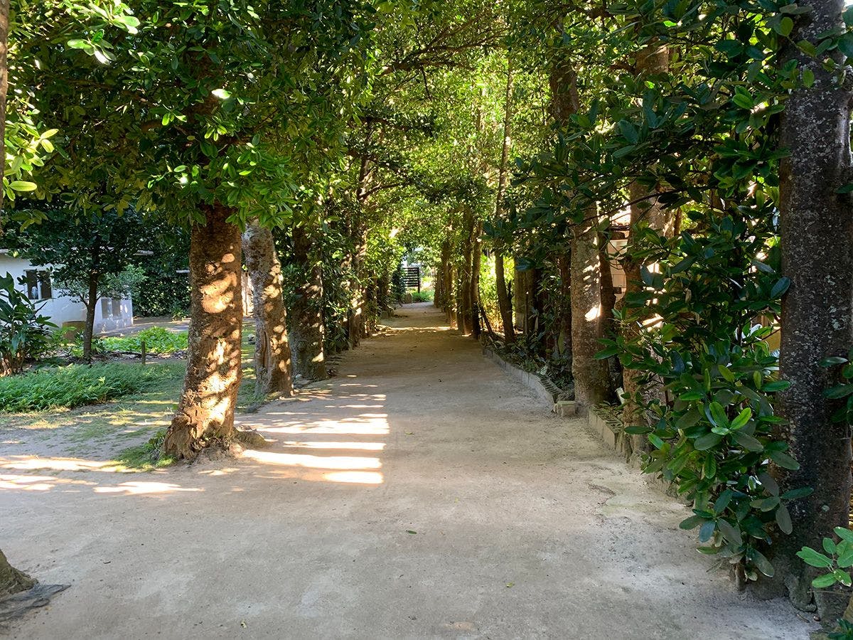 【บริเวณใกล้เคียง】แนวต้นฟุกุกิ