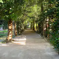 【บริเวณใกล้เคียง】แนวต้นฟุกุกิ