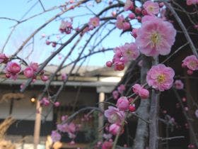 由布のお宿　ほたる