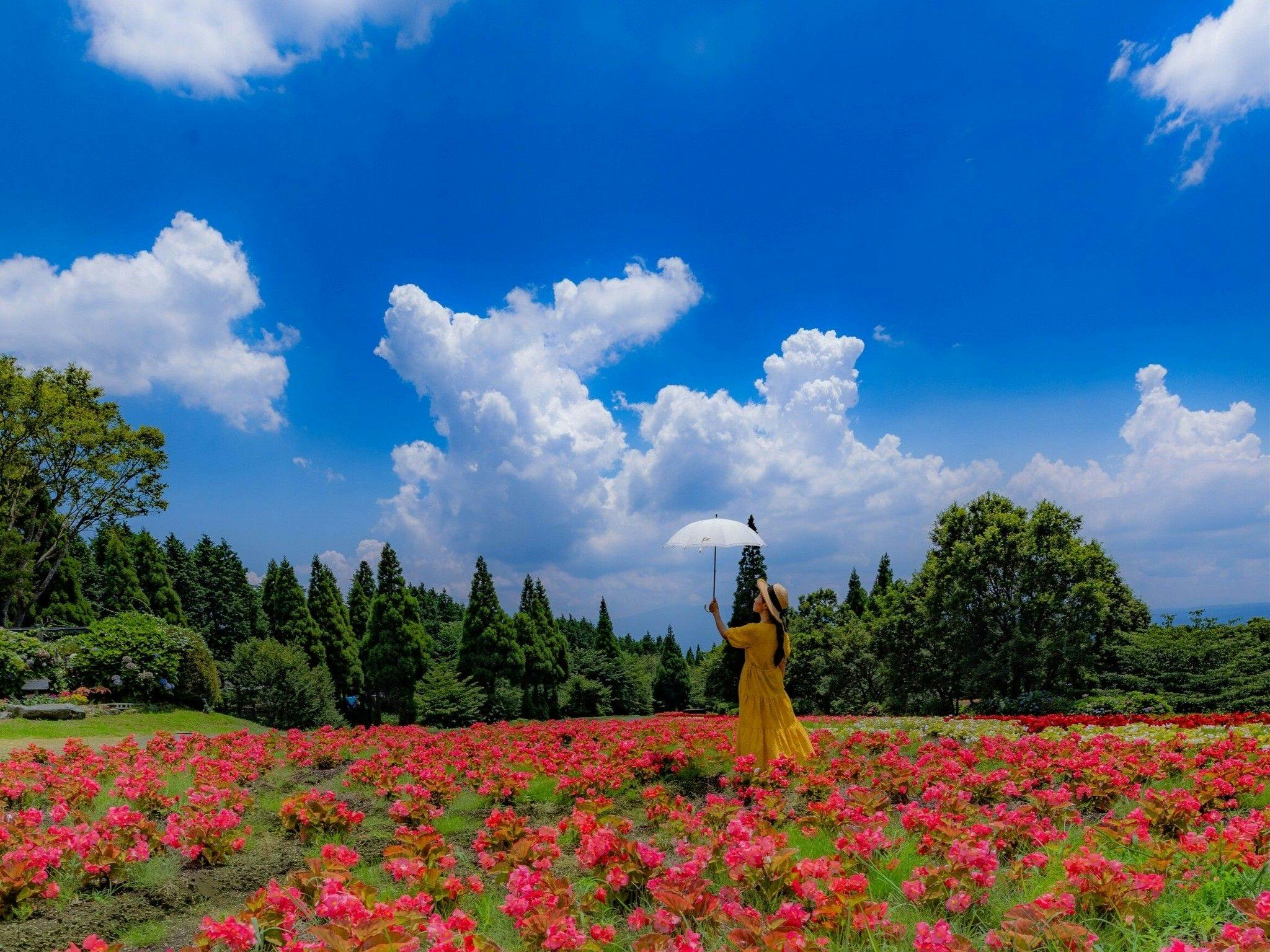 Kuju Flower Park Camping Resort Hana to Hoshi