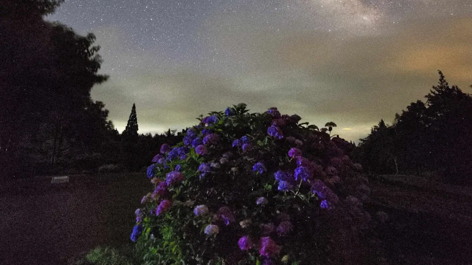 Kuju Flower Park Camping Resort Hana to Hoshi