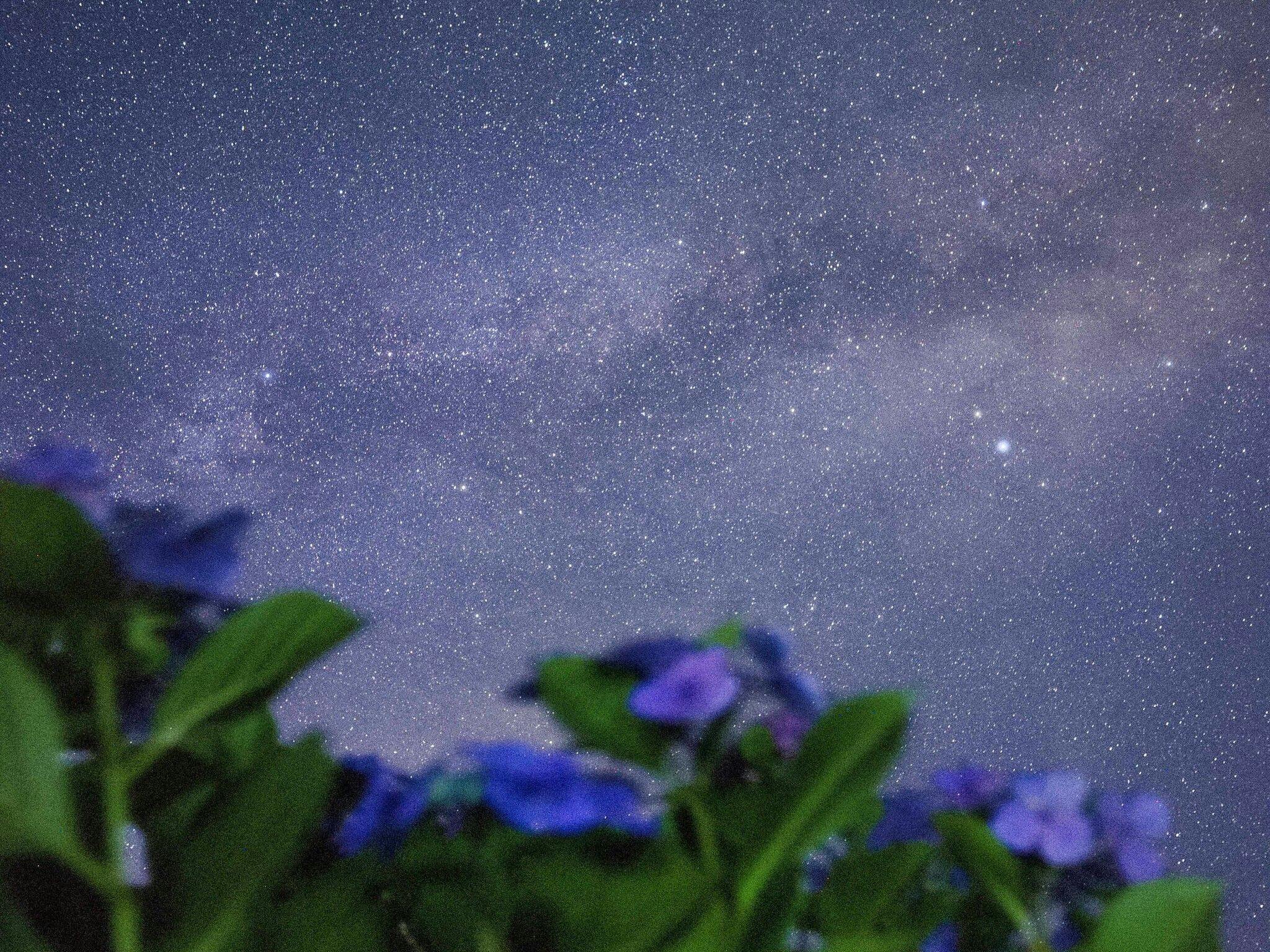 ชมดาวท่ามกลางทุ่งดอกไม้