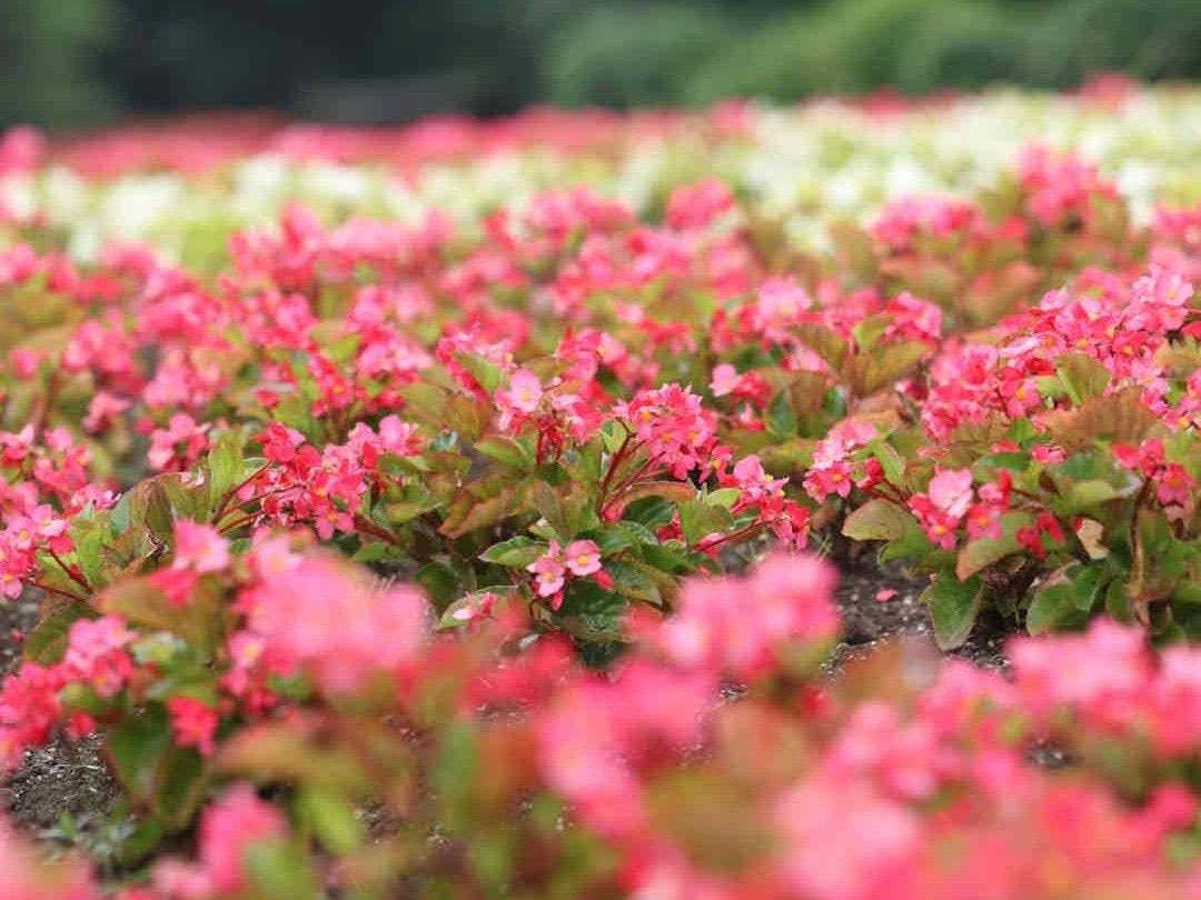 Kuju Flower Park Camping Resort Hana to Hoshi