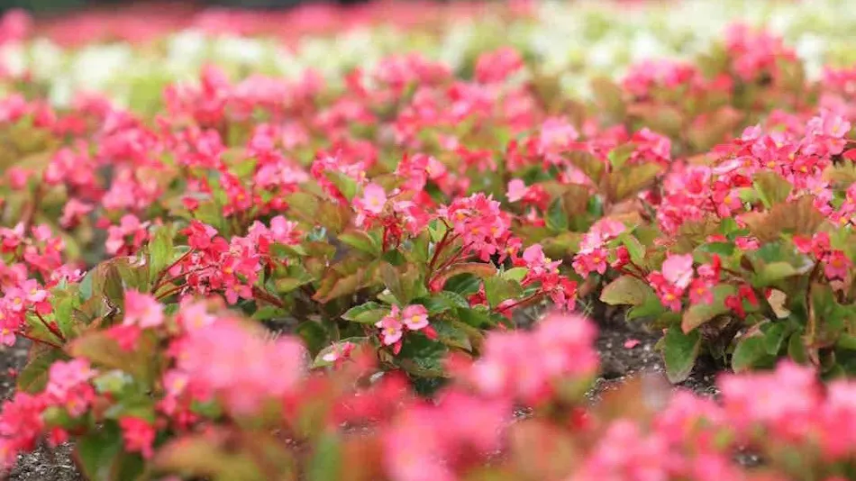 Kuju Flower Park Camping Resort Hana to Hoshi